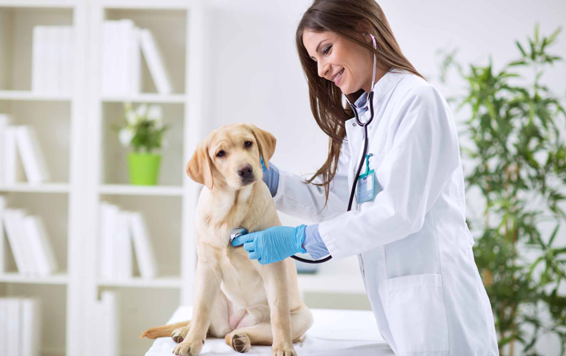 Atención veterinaria